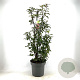 Viburnum bodn. 'Dawn' 100-110 cm 15L