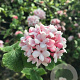 Viburnum carlesii 'Diana' 100-125 cm 20L