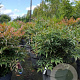 Nandina d. Obsessed 40-50 cm 15L