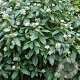 Viburnum davidii 60-80 cm 20L breed