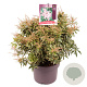 Pieris jap. 'Variegata' 30-40 cm 5,0L
