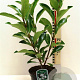 Viburnum japonicum 40-50 cm 3,0L