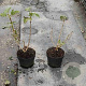 Viburnum opulus 'Compactum' 30-40 cm 3,0L