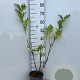 Sambucus nigra 40-60 cm 2,0L