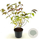 Viburnum plic. 'Shasta' 40-50 cm 3,0L