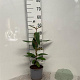 Viburnum rhytidophyllum 20-30 cm 2,0L