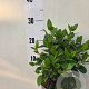 Viburnum tinus 20-25 cm 2,0L