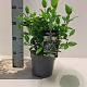 Viburnum tinus 20-25 cm 2,0L