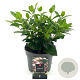 Viburnum tinus 25-30 cm 2,0L