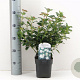 Viburnum tinus 25-30 cm 2,0L