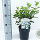 Viburnum tinus 25-30 cm 2,0L
