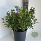 Viburnum tinus 35-40 cm P27