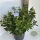Viburnum tinus 35-40 cm P27