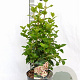Viburnum tin. Lisarose 40-50 cm 3,0L