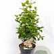 Viburnum tin. Lisarose 40-50 cm 3,0L