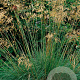 Stipa gigantea GM P9