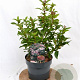 Viburnum tin. Spirit 30-40 cm 3,0L
