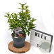 Viburnum tin. Spirit 30-40 cm 3,0L