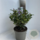 Viburnum tin. Spirit 35-40 cm  met knop