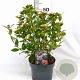 Viburnum tin. Spirit 40-60 cm 5,0L