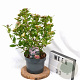 Viburnum tin. Spirit 40-60 cm 5,0L