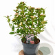 Viburnum tin. Spirit 40-60 cm 5,0L