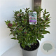 Viburnum tin. Spirit 50-60 cm 5,0L