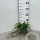 Vinca minor 'Alba' 20-30 cm C1.3