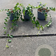 Vinca minor 'Alba' 20-30 cm C1.3