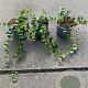 Vinca minor 'Alba' 20-30 cm C1.3