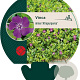 Vinca minor 'Atropurpurea' GM P9