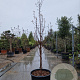 Acer griseum 200-250 cm container meerstammig