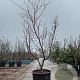 Acer japonicum 'Aconitifolium' 200-250 cm cont. 90L meerstammig