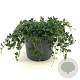 Vinca minor 'Elisa' 25 cm 2,0L