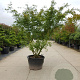 Acer palmatum 250-300 cm container meerstammig Bladkleur