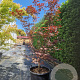 Acer pal. 'Bloodgood' 175-200 cm container meerstammig