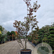 Acer pal. 'Bloodgood' 300-350 cm container solitair