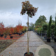 Acer pal. 'Bloodgood' 180 cm stam container 8-10