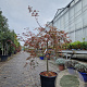 Acer pal. 'Inaba-shidare' 80 cm stam container kroon 100-125