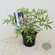 Vitex agnus-castus 'Albus' 125-150 cm 30L solitair