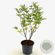 Vitex agnus-castus latifolia 40-45 cm 3,0L