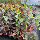 Vitis vinifera 'Purpurea' 70-80 cm 2,5L
