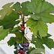 Vitis vinifera 'Purpurea' 70-80 cm 2,5L