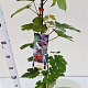 Vitis vinifera 'Purpurea' 70-80 cm 2,5L
