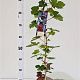 Vitis vinifera 'Purpurea' 70-80 cm 2,5L