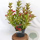 Weigela All Summer Red 30-40 cm 3,0L