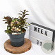 Weigela Black and White 25-30 cm 3,0L