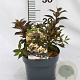 Weigela Black and White 25-30 cm 3,0L
