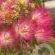 Albizia julibrissin 175-200 cm container meerstammig