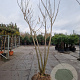 Albizia julibrissin 300-350 cm draadkluit meerstammig solitair